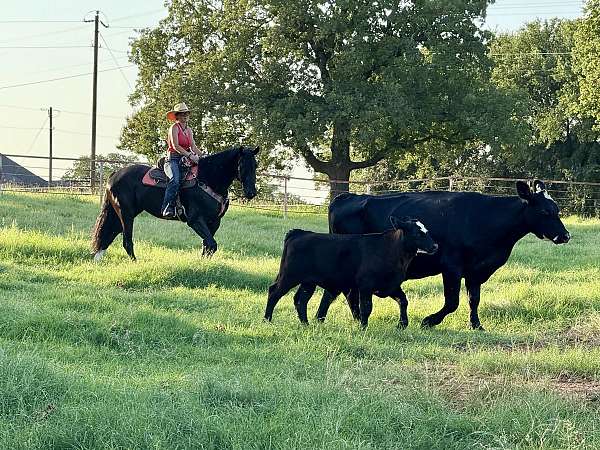 show-friesian-horse