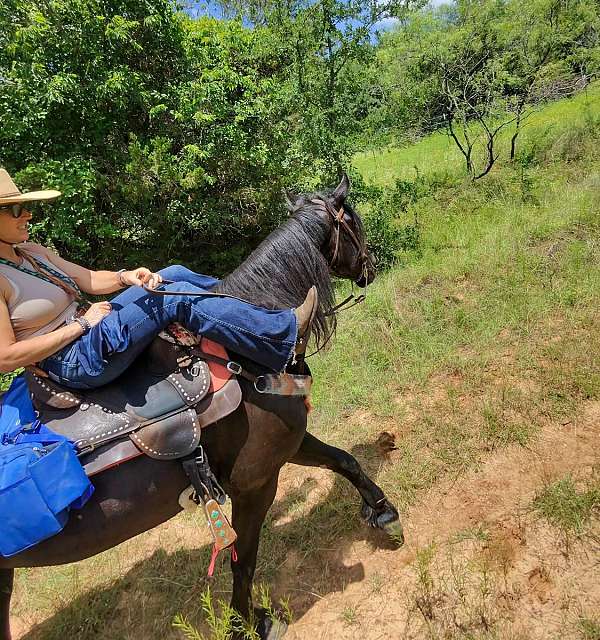 trail-riding-friesian-horse