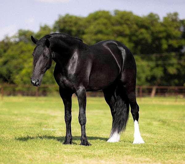 working-cattle-friesian-horse