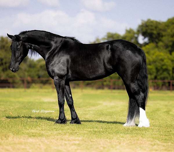 black-friesian-mare