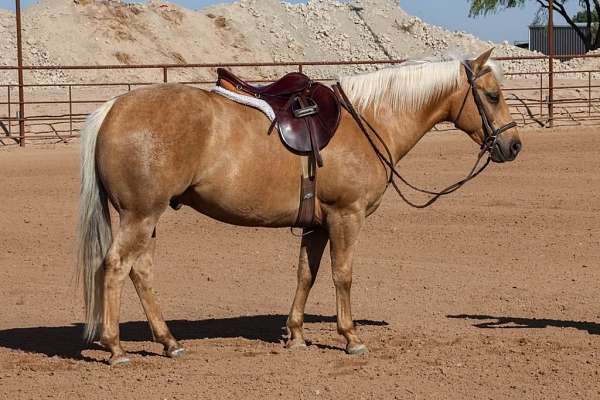 athletic-quarter-horse