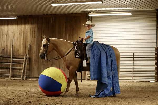 kid-safe-quarter-horse