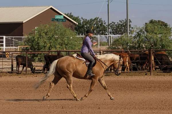 performance-quarter-horse