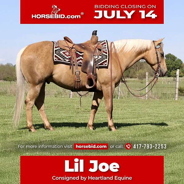 all-around-quarter-horse