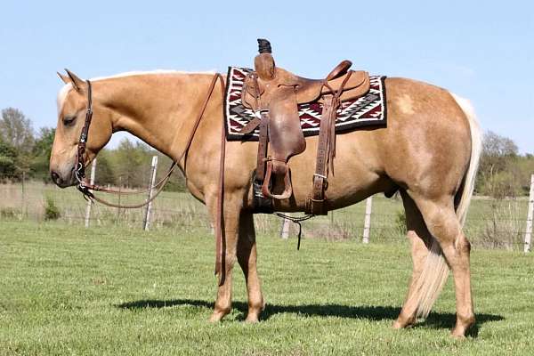 ranch-versatility-quarter-horse