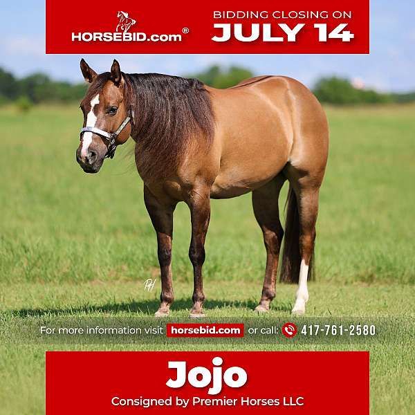 all-around-quarter-horse