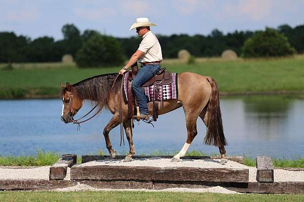 athletic-quarter-horse