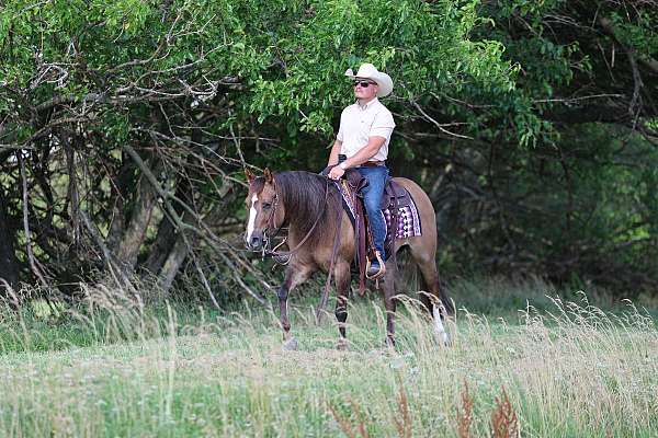 flashy-quarter-horse
