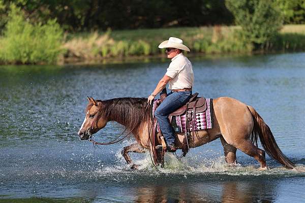 husband-safe-quarter-horse