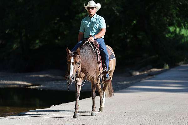 performance-quarter-horse