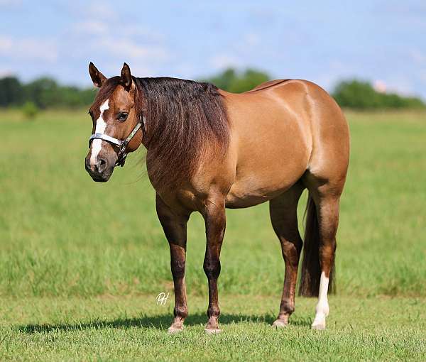 ranch-quarter-horse
