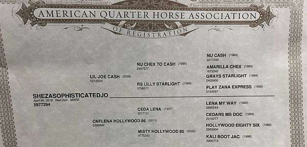 ranch-versatility-quarter-horse