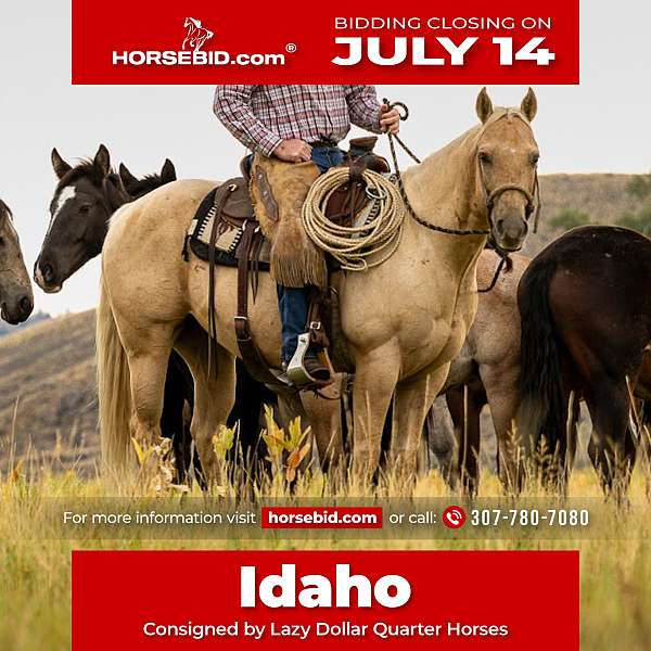 all-around-quarter-horse
