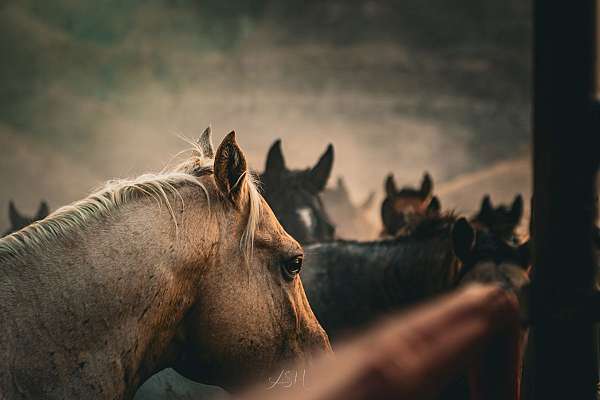athletic-quarter-horse