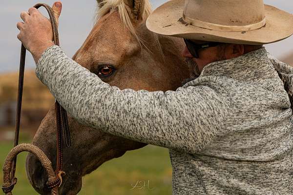 calf-roping-quarter-horse
