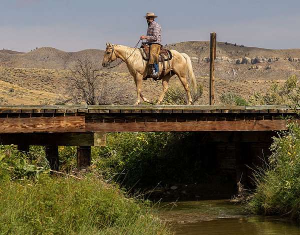 husband-safe-quarter-horse