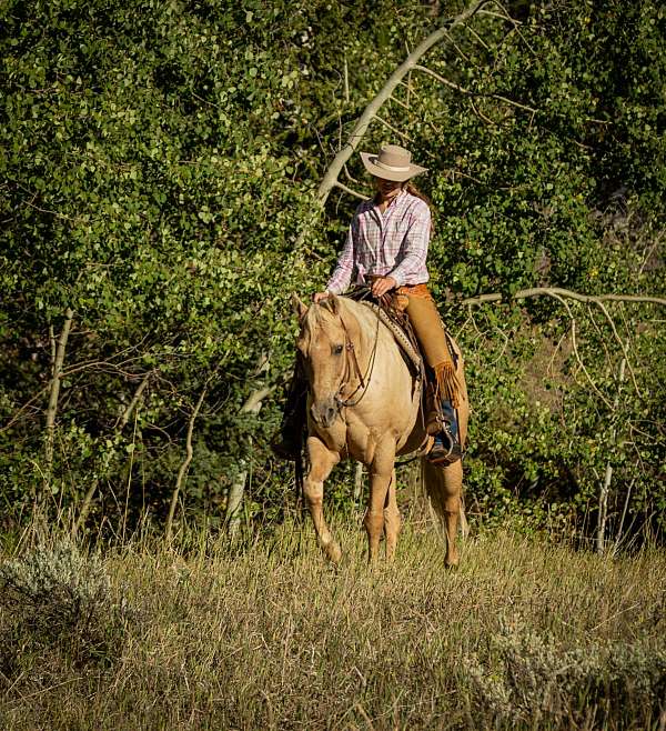 pack-quarter-horse