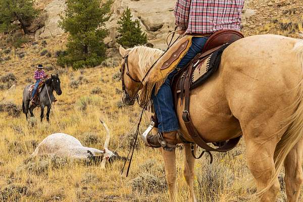ranch-quarter-horse