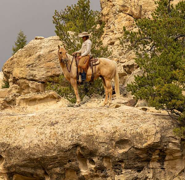 performance-quarter-horse