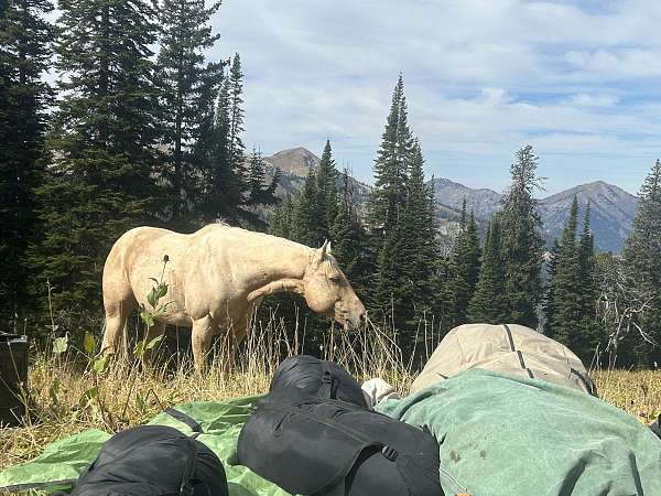 ranch-versatility-quarter-horse
