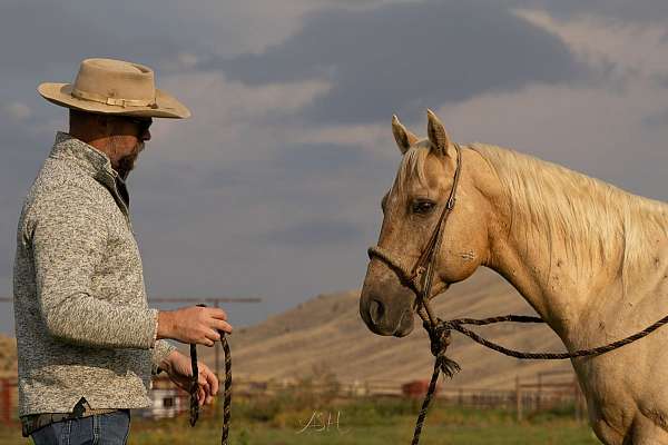 ranch-work-quarter-horse