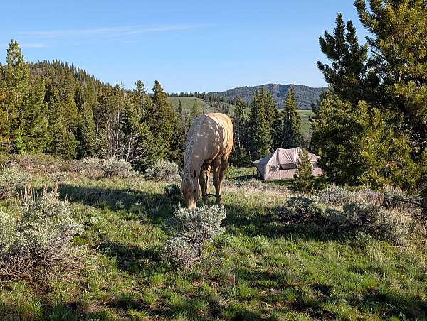 roping-quarter-horse