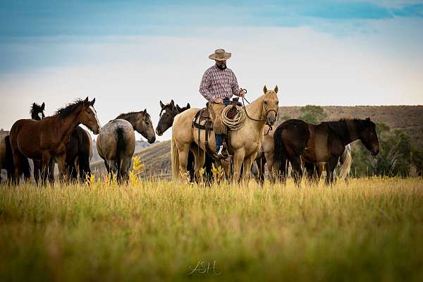 show-quarter-horse