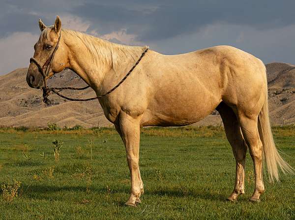 trail-riding-quarter-horse
