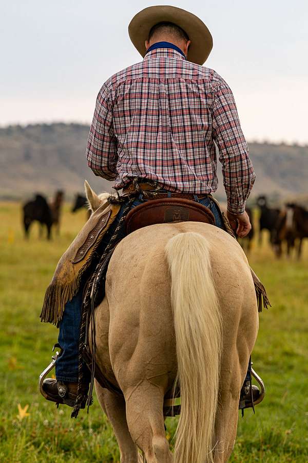 western-riding-quarter-horse