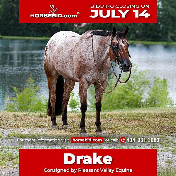all-around-poa-horse