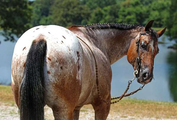 athletic-poa-horse