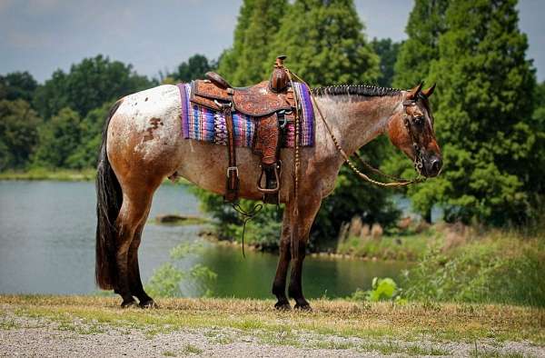 beginner-poa-horse