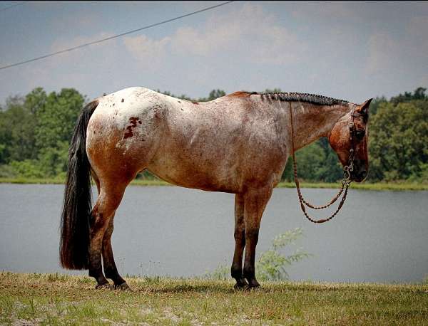 equitation-poa-horse