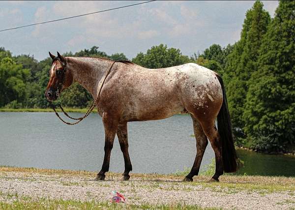 flashy-poa-horse