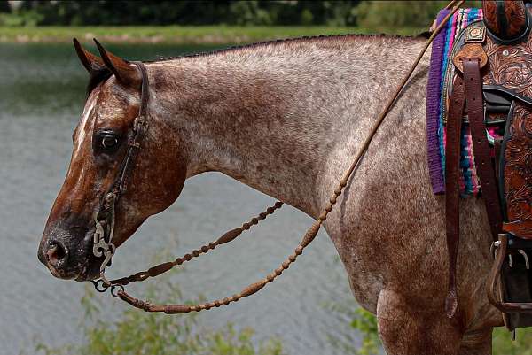 jumping-poa-horse