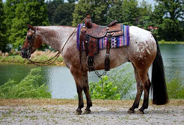 kid-safe-poa-horse