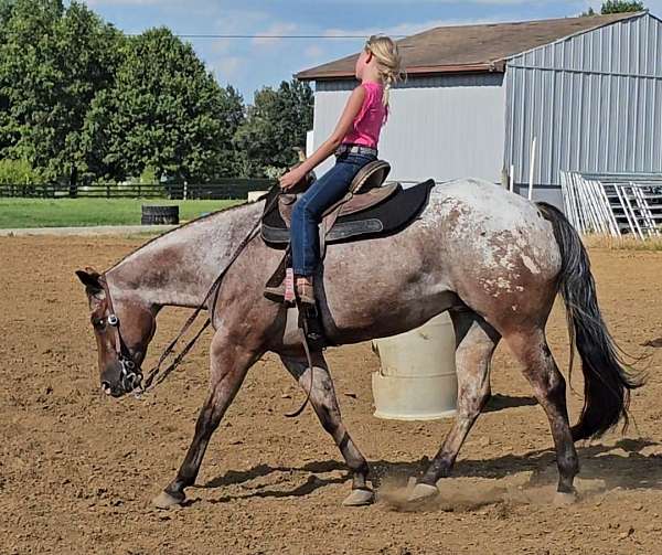 performance-poa-horse