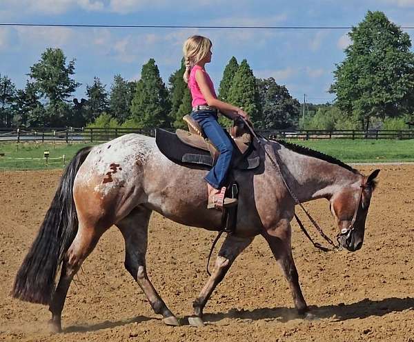 ranch-versatility-poa-horse
