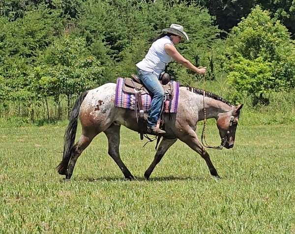 ranch-work-poa-horse
