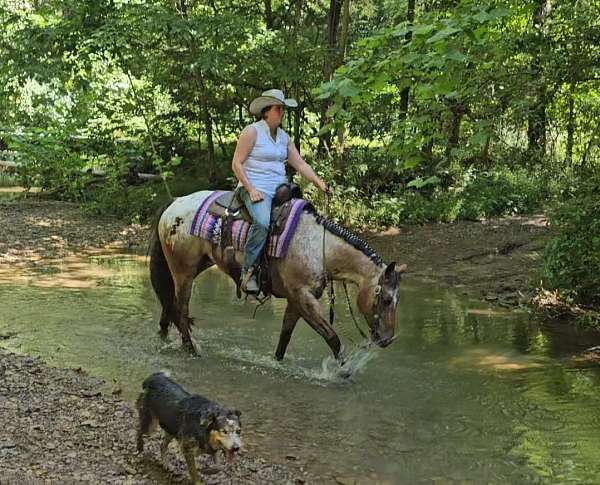 ridden-english-poa-horse