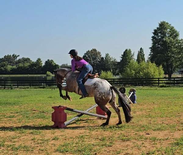ridden-western-poa-horse