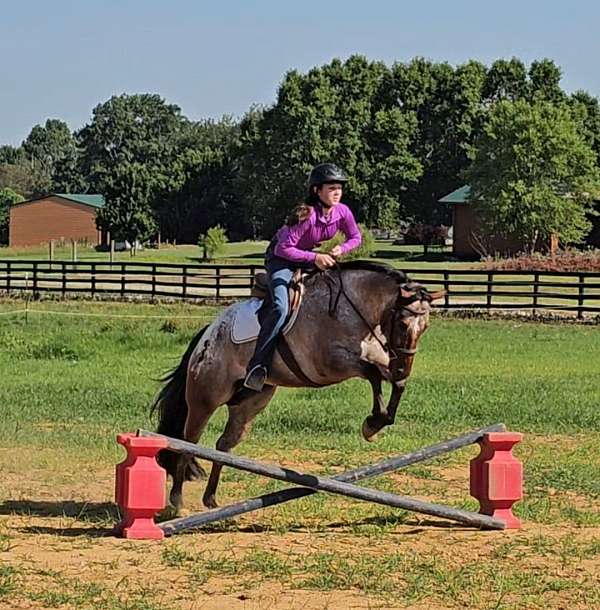 roping-poa-horse