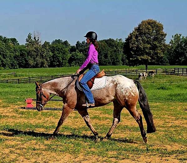 show-poa-horse