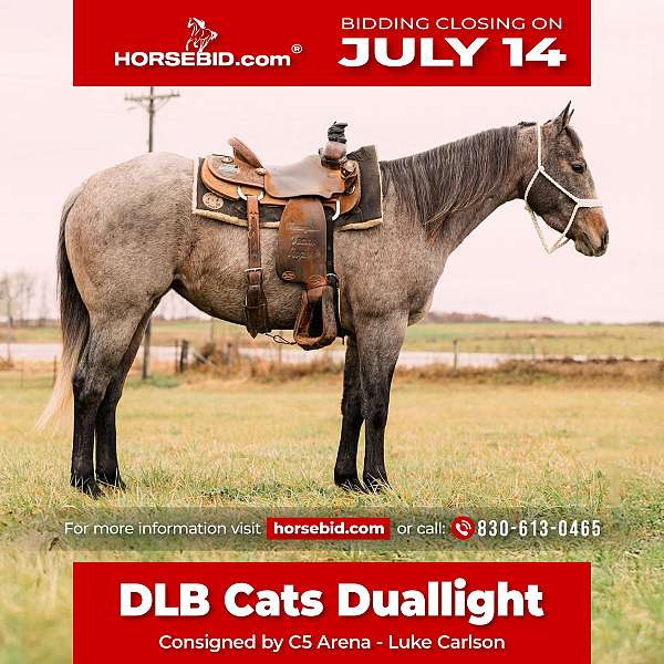 all-around-quarter-horse