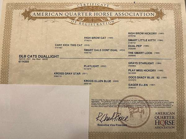 athletic-quarter-horse