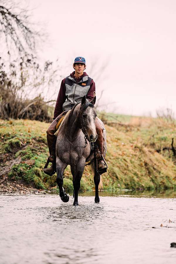 calf-roping-quarter-horse