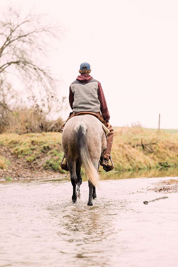 flashy-quarter-horse