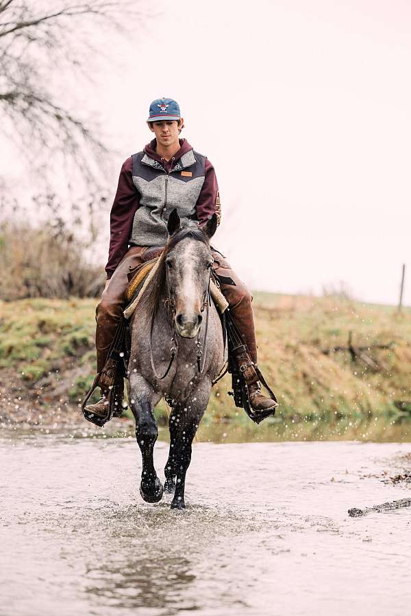 husband-safe-quarter-horse