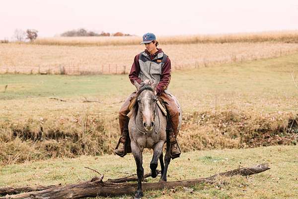 performance-quarter-horse