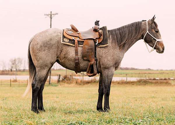 ranch-quarter-horse